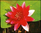 Attraction Lily Attraction Hardy Water Lily