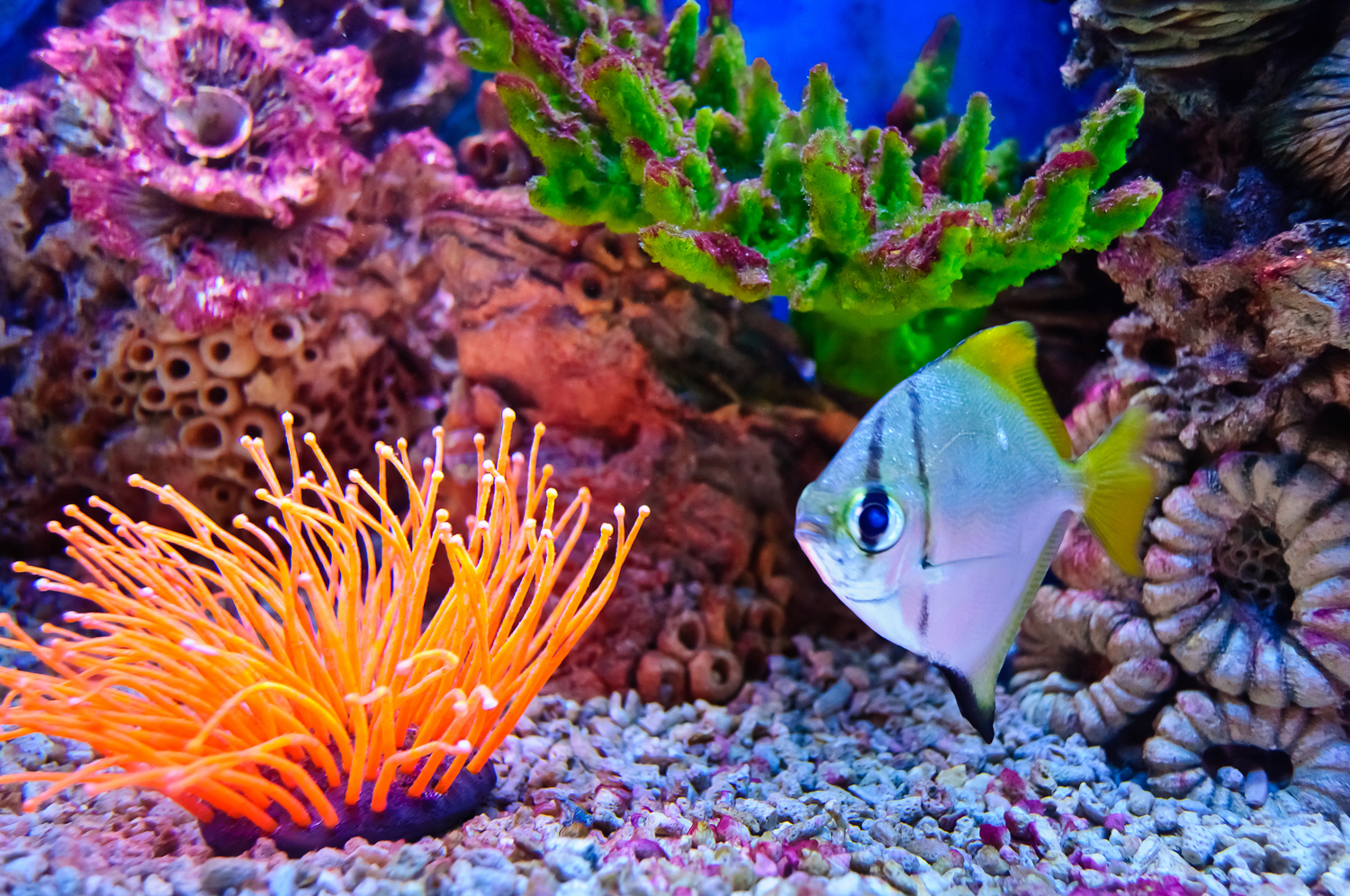 Marine tropical fish | The Fish Guy | Pond Maintenance | Aquarium ...