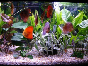 Discus Freshwater Fish Aquarium