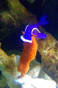 Nudibranch on Sponge