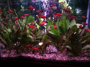 Live Planted Swordtail Fish Tank