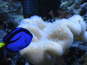 Reef Tank