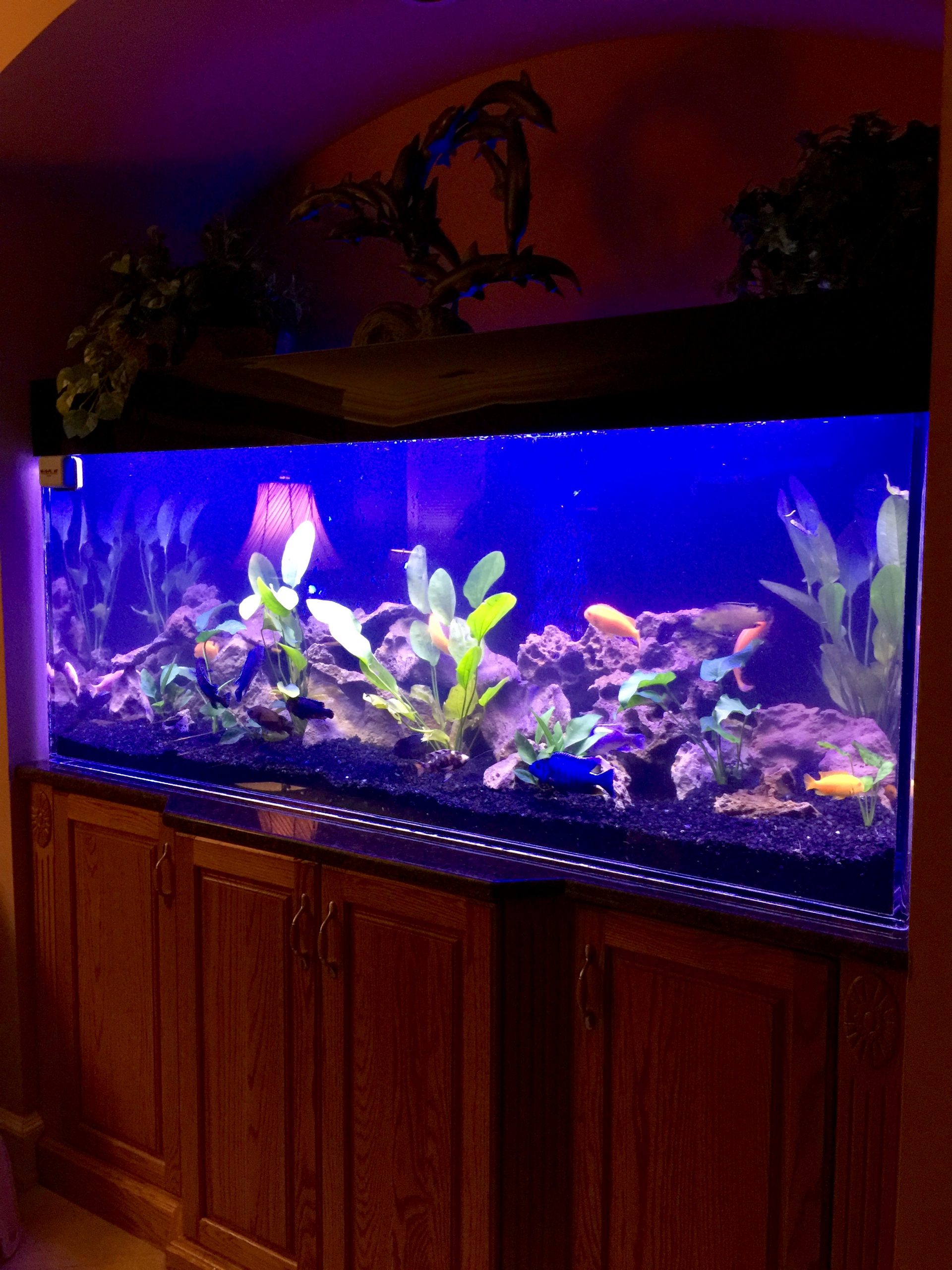 African Cichlid Fish Tank  The Fish Guy Pond 
