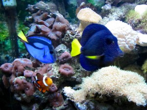 Purple Tang, Hippo tang, clown fish in Reef Tank