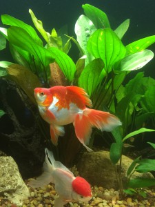Goldfish Live Plant Aquarium