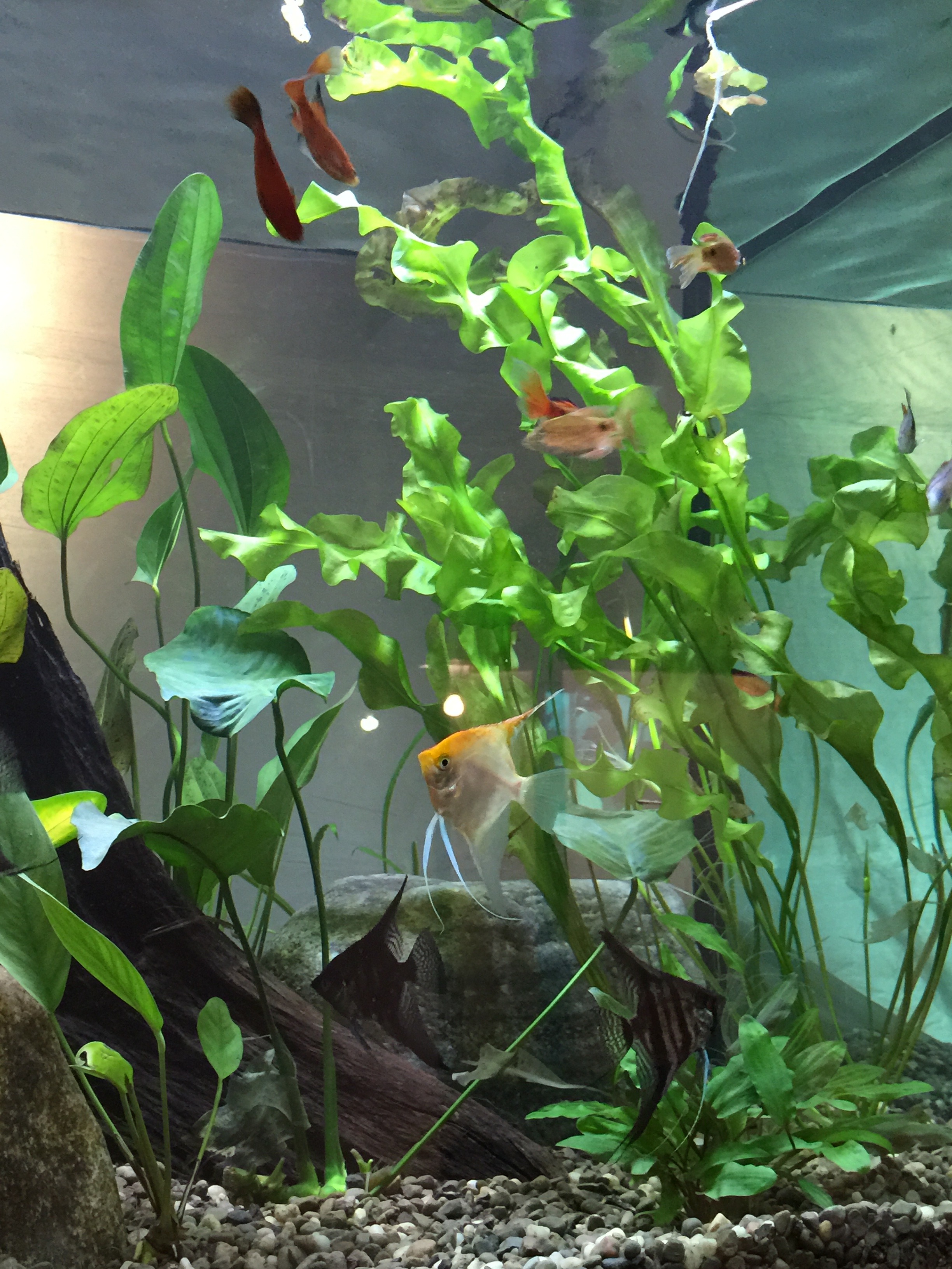 Freshwater Aquariums