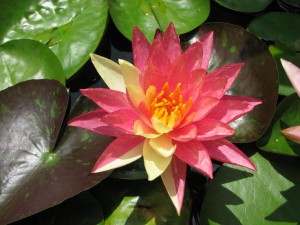 Wanvisa Hardy Water Lily