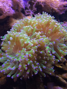 Frog Spawn Coral
