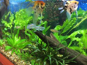 Aquarium Plants