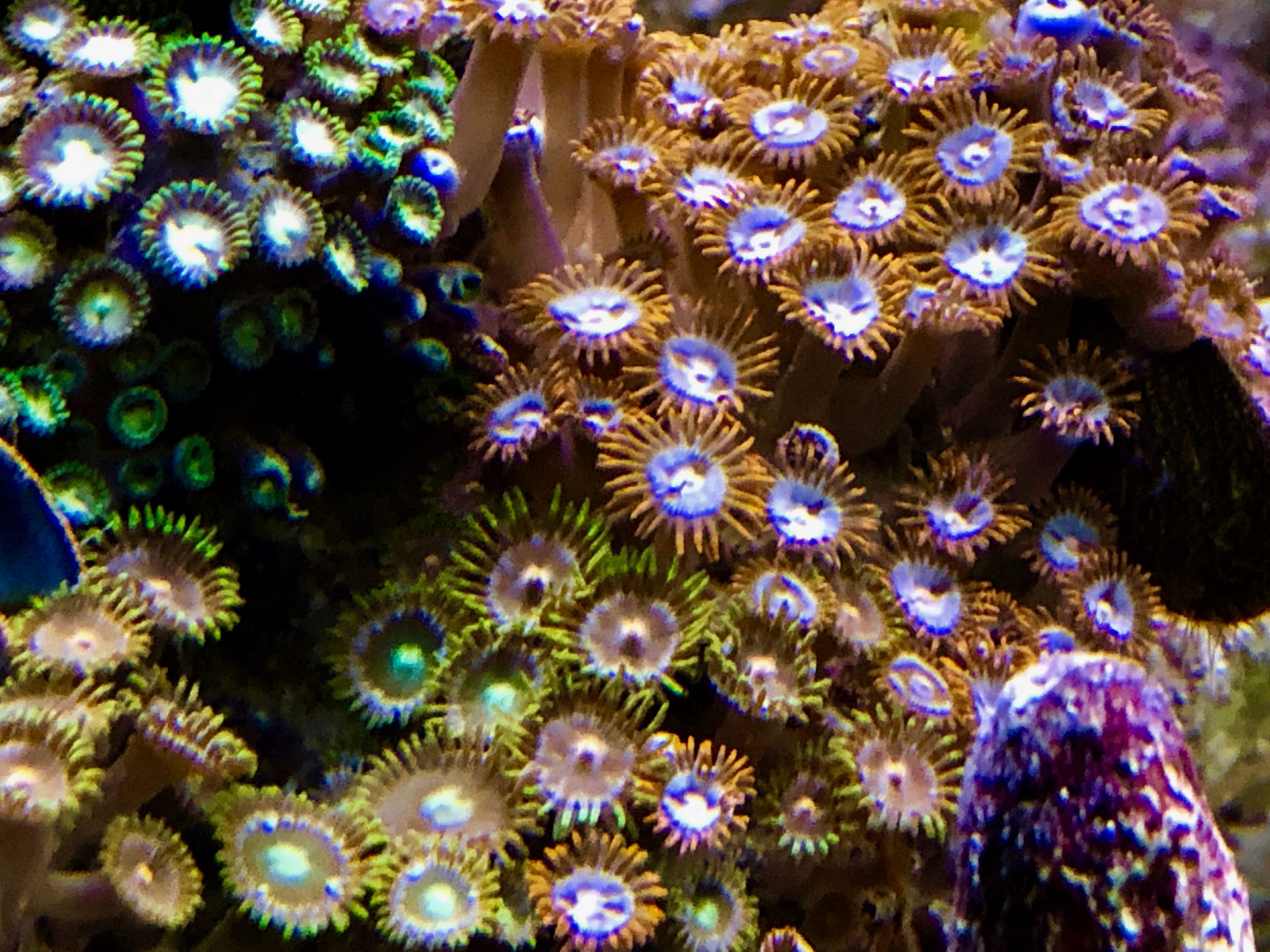 Zoanthids The Fish Guy Pond Maintenance Aquarium Maintenance