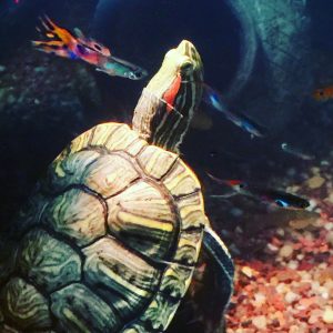 Red Eared Slider Turtle