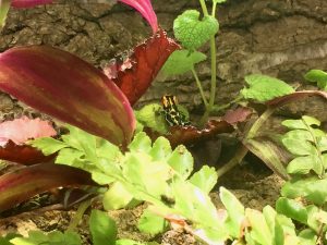 Custom Terrarium with Thumbnail frogs